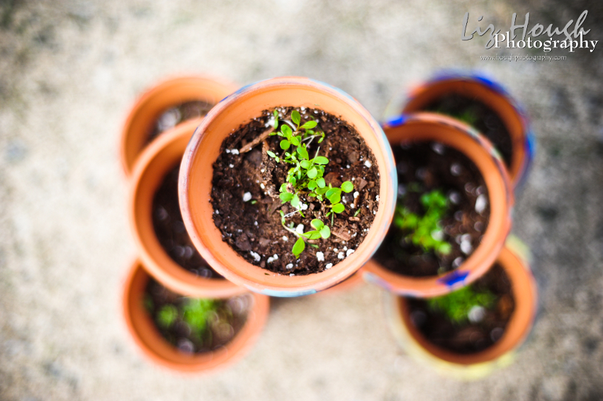plantblog2.jpg